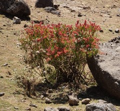Angiospermae