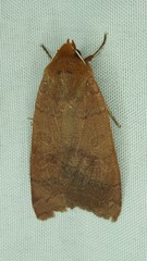 Xylenini