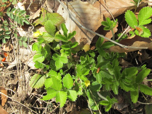 Bastard Agrimony
