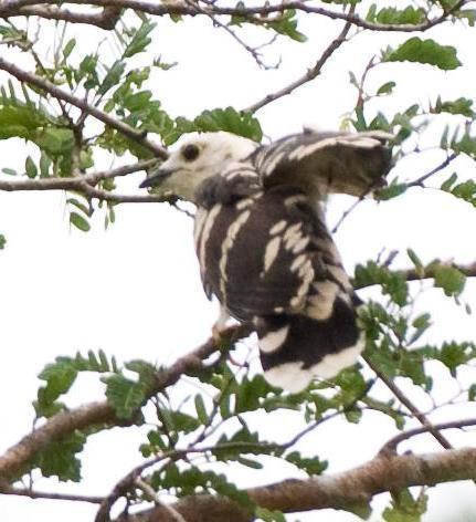 Thick-billed Cuckoo