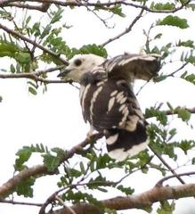 Thick-Billed Cuckoo photo 2