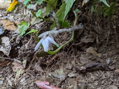 Monotropastrum humile glaberrimum