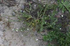 Plagiobothrys canescens