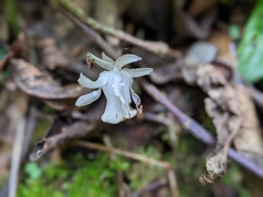 Monotropastrum humile glaberrimum