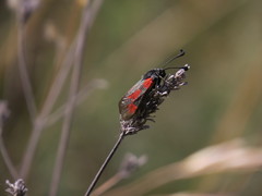 Zygaena sarpedon