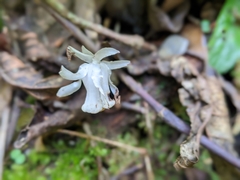 Monotropastrum humile glaberrimum