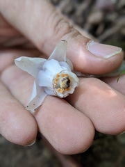 Monotropastrum humile glaberrimum