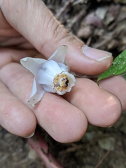 Monotropastrum humile glaberrimum