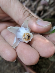 Monotropastrum humile glaberrimum