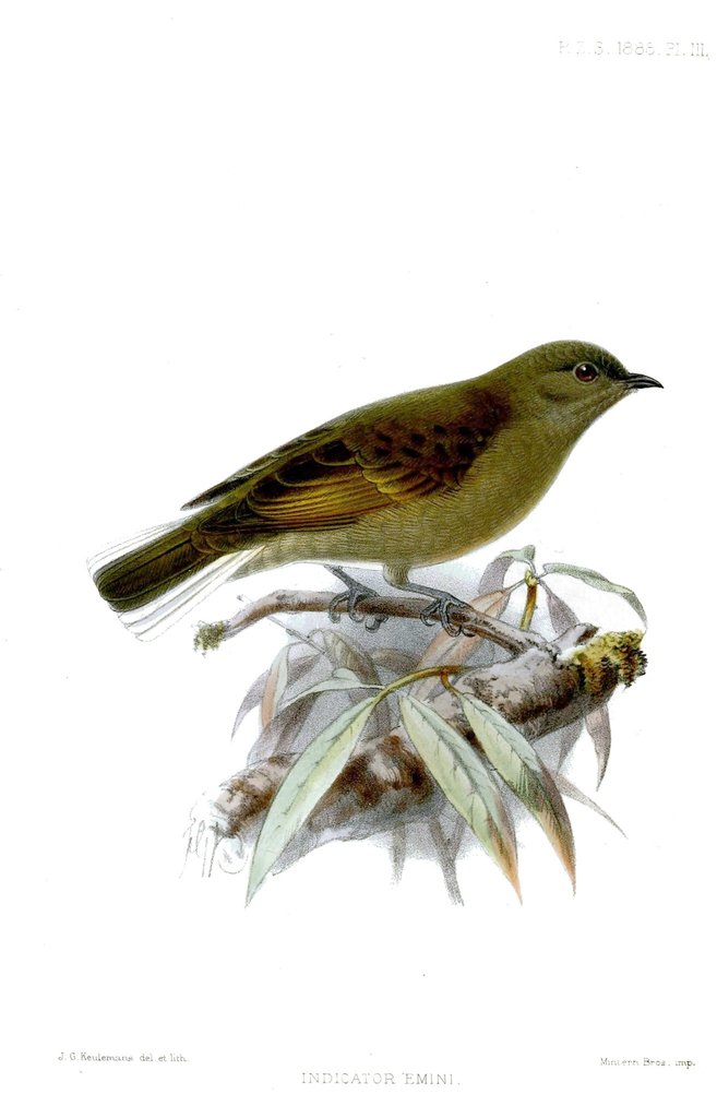 Cassin's Honeybird