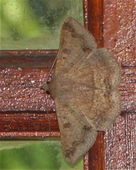 Ericeia congressa