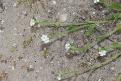 Plagiobothrys canescens