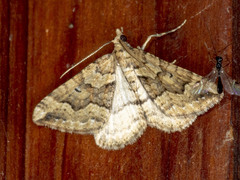 Epyaxa agelasta