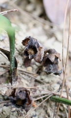 author not stated, no rights reserved Aspidistra punctata, photograph author not stated, no rights reserved