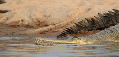 Gavialis gangeticus