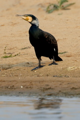 Phalacrocorax carbo