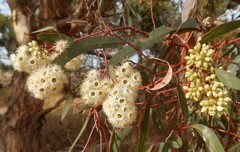 Eucalyptus fasciculosa