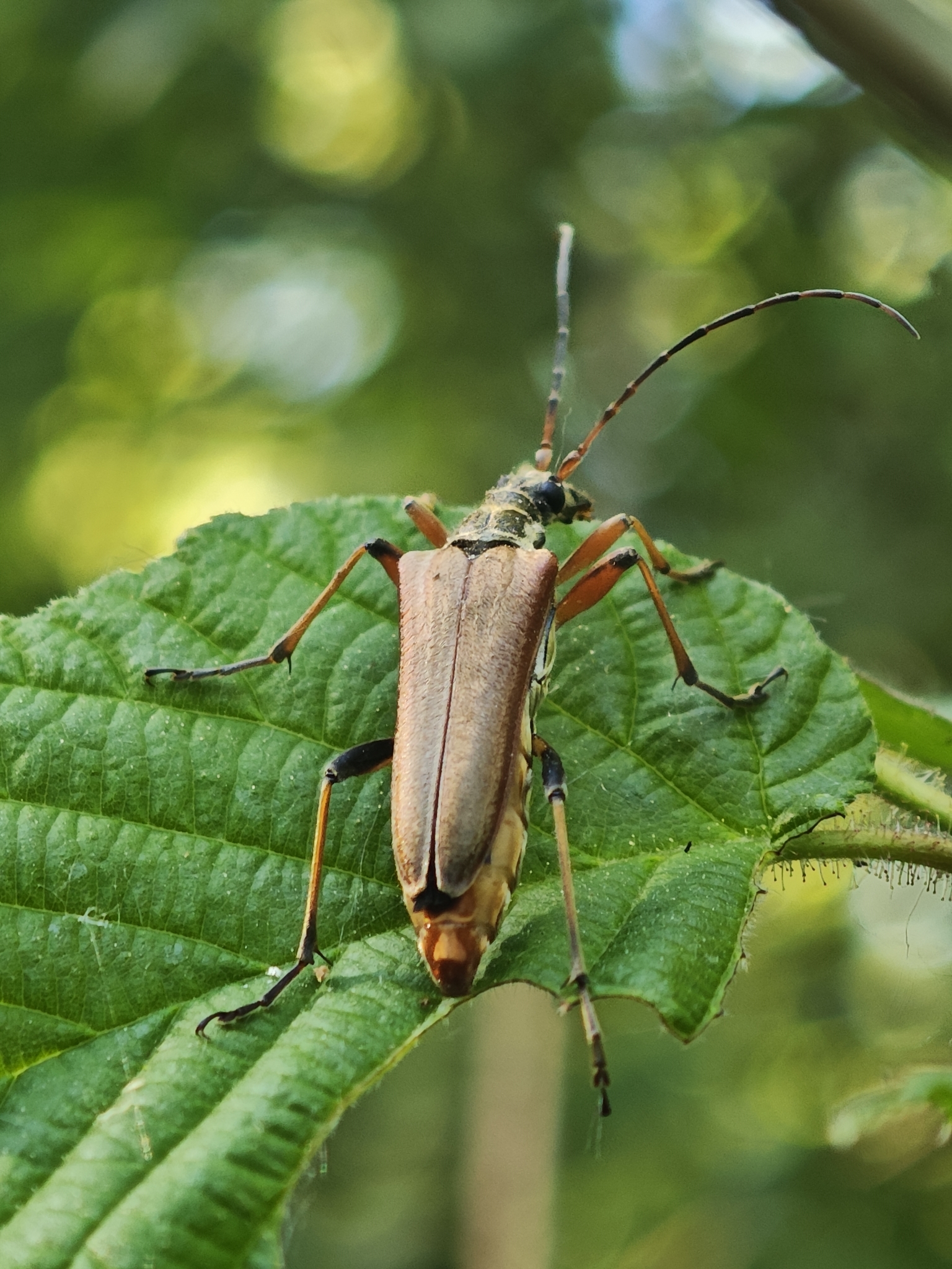 Stenocorus meridianus