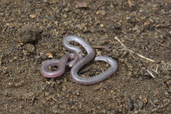 Rena humilis humilis