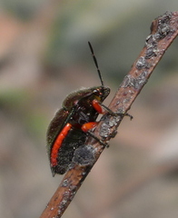 Lampromicra aerea
