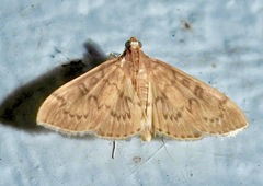 Psara obscuralis