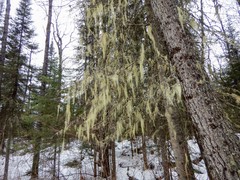 Usnea cavernosa