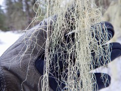 Usnea cavernosa