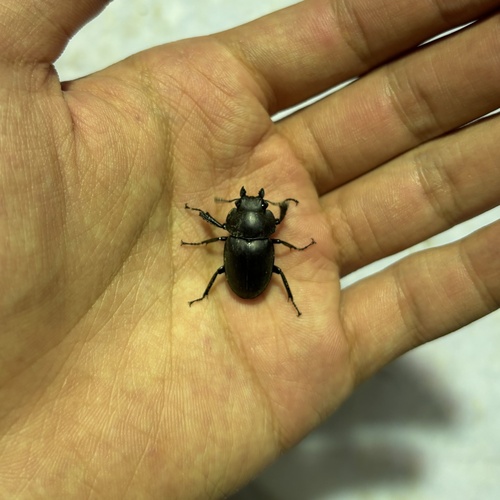 Odontolabis platynota