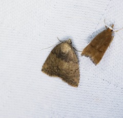 Anachrostis nigripuncta