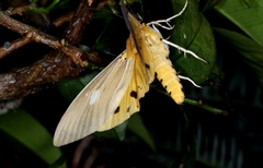 Asota plaginota