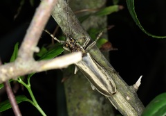 Trachylophus sinensis