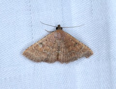 Cerynea punctilinealis