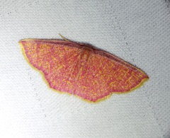 Chrysocraspeda miniosa