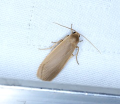 Danielithosia immaculata