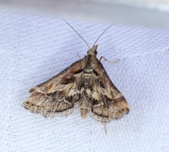 Diasemia accalis