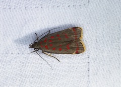 Dichomeris sandycitis