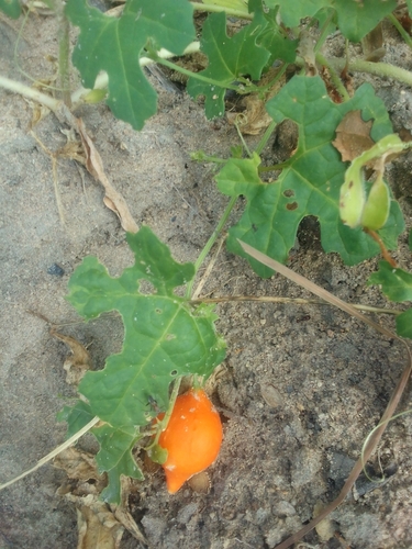 Balsam Apple