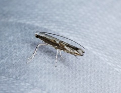 Epicephala lativalvaris