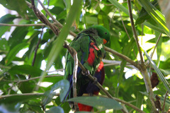 Eclectus roratus