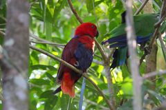 Eclectus roratus