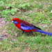 Tropical Crimson Rosella - Photo (c) gillbsydney, some rights reserved (CC BY-NC), uploaded by gillbsydney