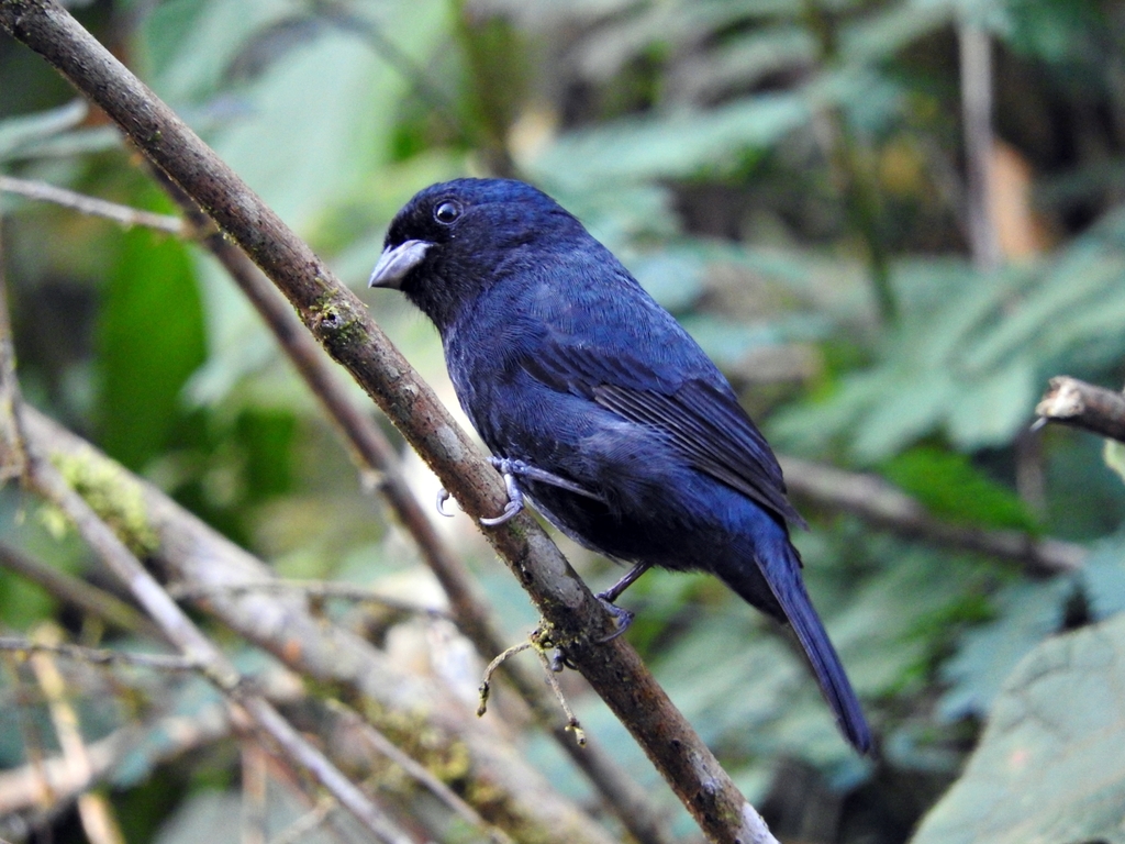 Blackish-blue Seedeater photo