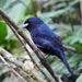 Blackish-blue Seedeater - Photo (c) Juliano Marques, some rights reserved (CC BY-NC), uploaded by Juliano Marques