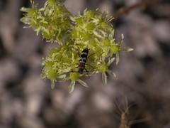 Chlorophorus trifasciatus