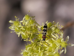 Chlorophorus trifasciatus