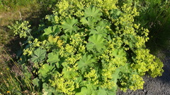 Alchemilla mollis