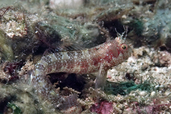 Mimoblennius atrocinctus