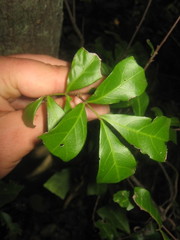 Cupaniopsis wadsworthii
