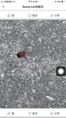 Dicelosternus corallinus