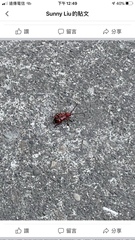 Dicelosternus corallinus